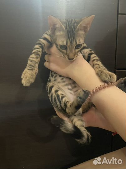 Саванна