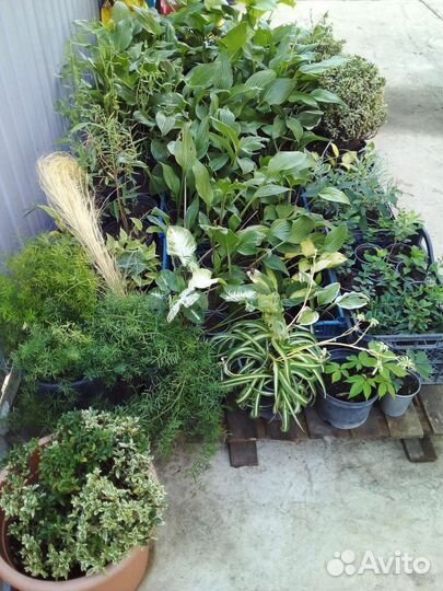 Растения для сада