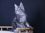 Мейн-кун котик чёрное серебро