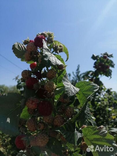 Малина саженцы сорт Бабье Лето и Таруса