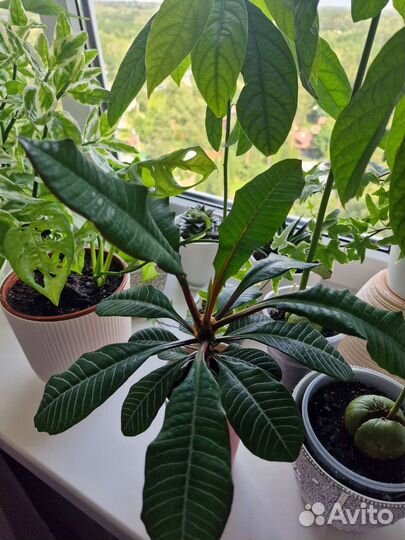 Филодендрон краснеющий. Лиана. Москва. Балашиха