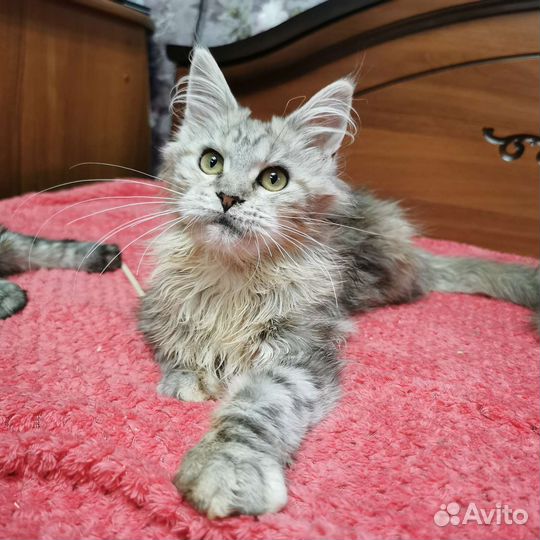 Шикарная серебрушка Мейн кун