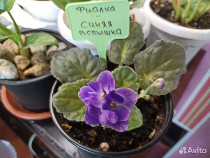 Комнатные цветы фиалки