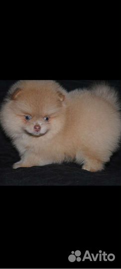 Щенки померанский шпиц редких окрасов