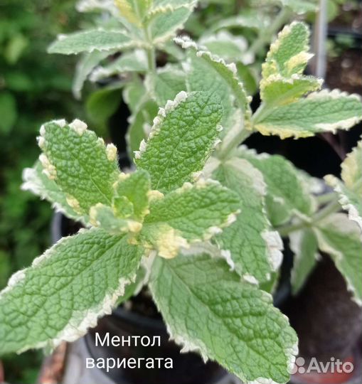 Сортовые мяты