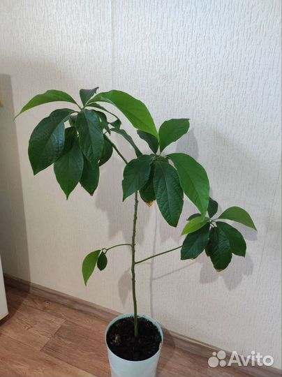 Авокадо, денежное дерево, толстянка