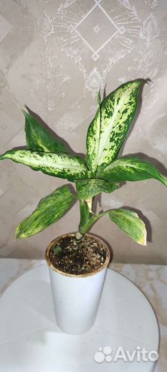 Альбука спиральная