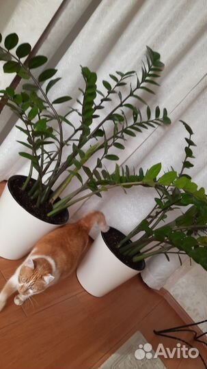 Замиокулькас