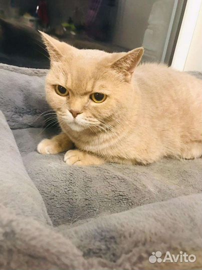 Палевая кошка британка в дар 1,5 года