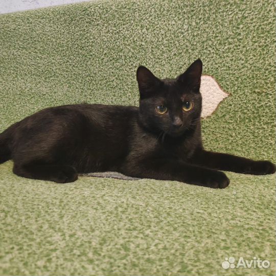 Кошечка ищет дом
