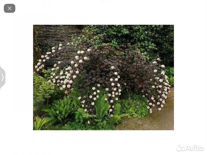 Саженцы пузыреплодника