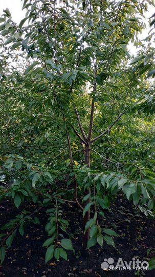 5-6 летние плодовые деревья