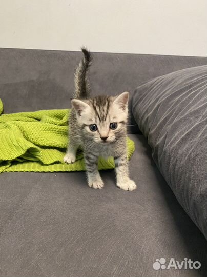 Шотландские вислоухие котята