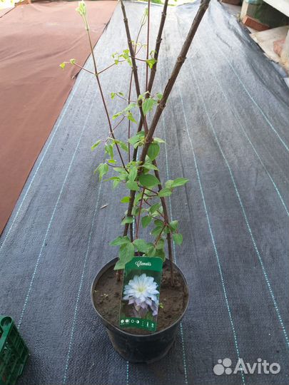 Клематис Даймонд Болл