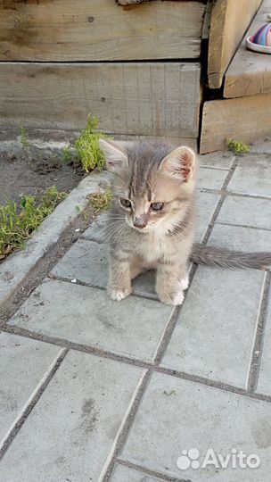 Кошечка Грея