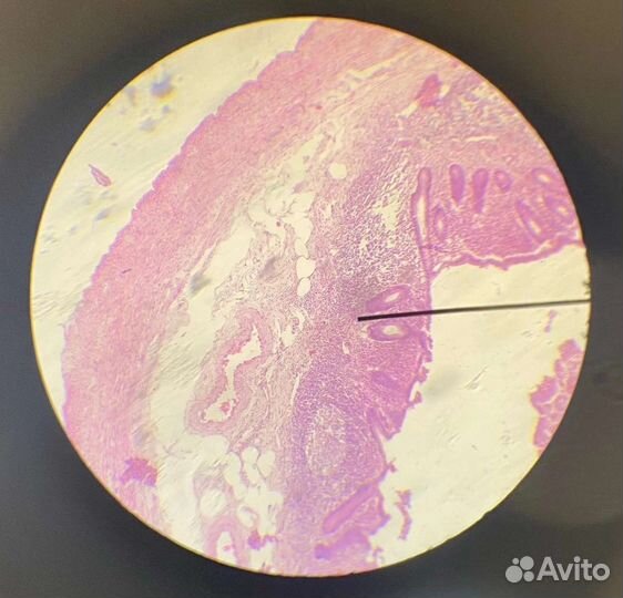 Репетитор по гистологии