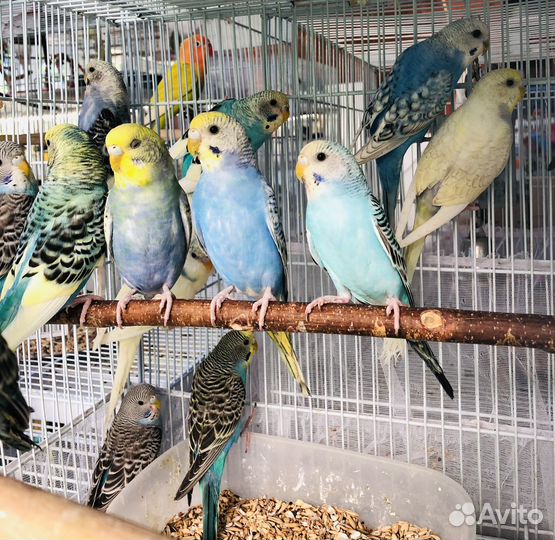 Волнистый попугай