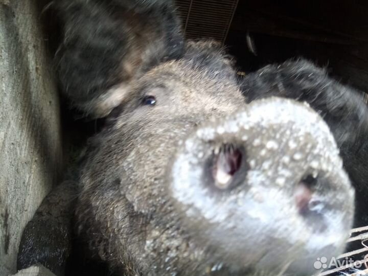 Кабан на племя