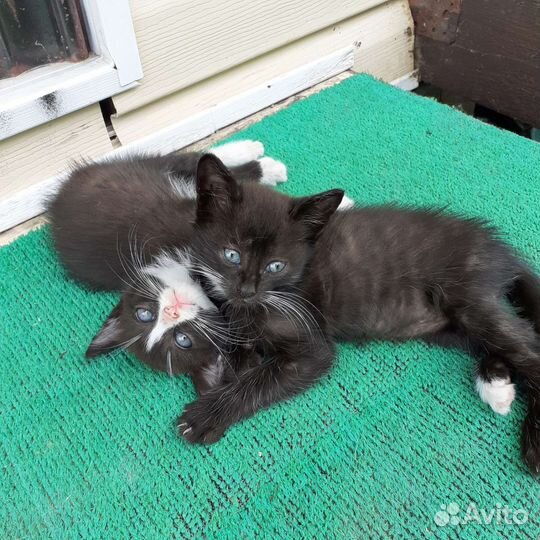 Кошка в дар бесплатно