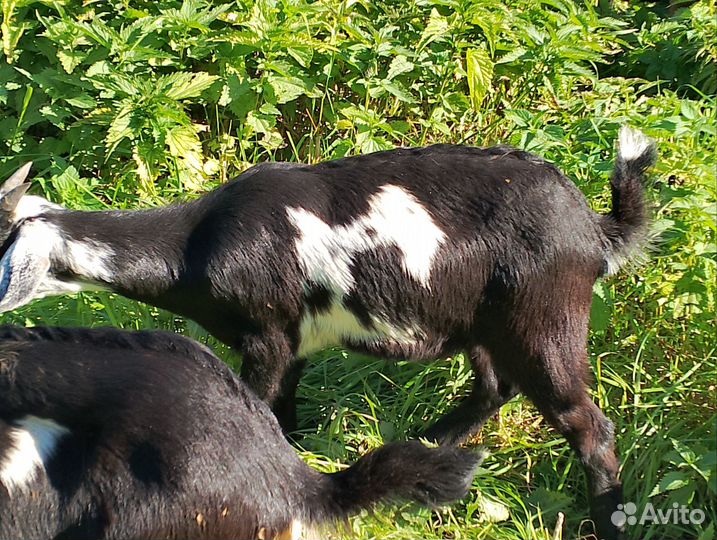 Коза дойная молочная нубийские