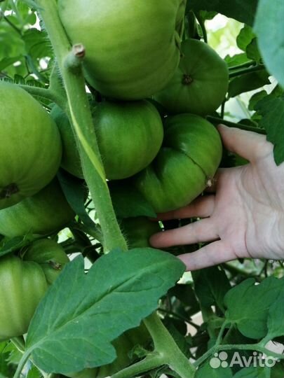 Семена томата премиум класса сорта 