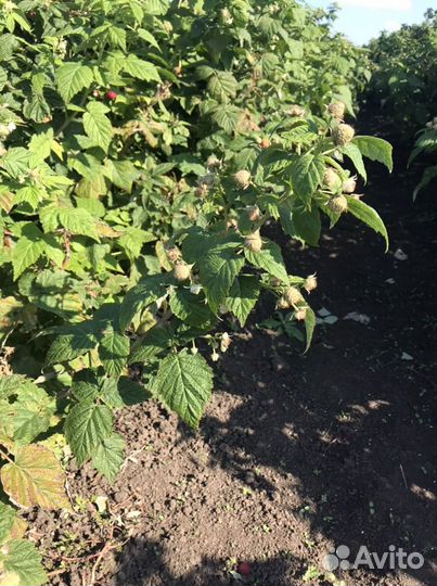 Саженцы ремонтантной малины пингвин