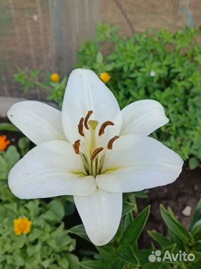 Лилия луковицы