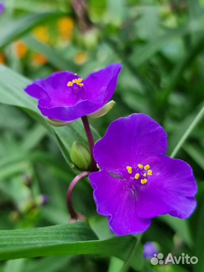 Многолетники, почвопокрывные, саженцы