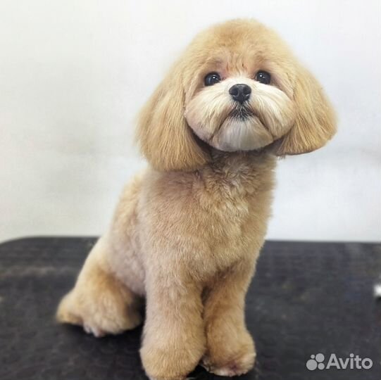 Груминг собак и кошек