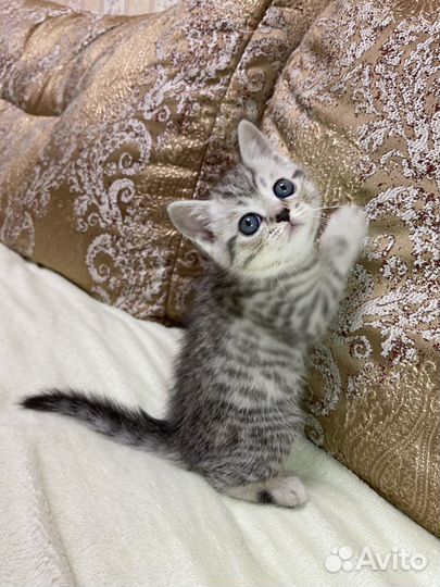 Шотландская