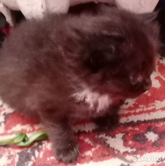 Британские котята