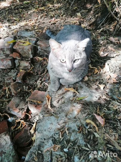 Кошки в добрые руки бесплатно