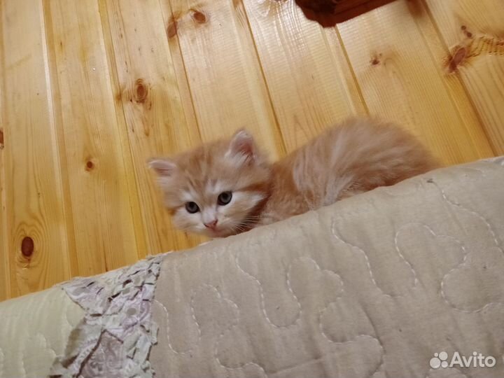 Британец мальчик