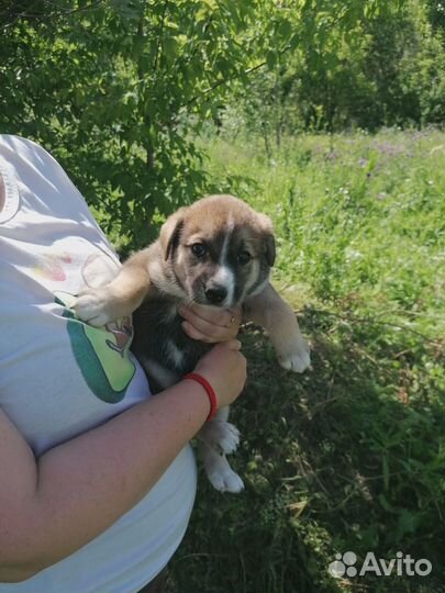 Щенки в хорошие руки