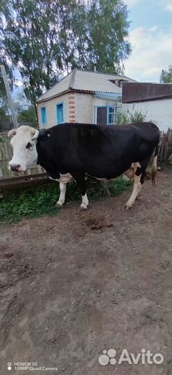 Продаю коров