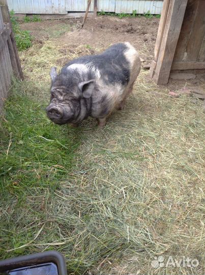 Быстроспелые,лучшие,вкусные