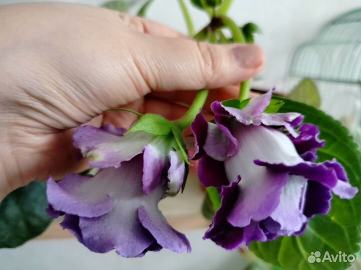 Глоксиния цветущая