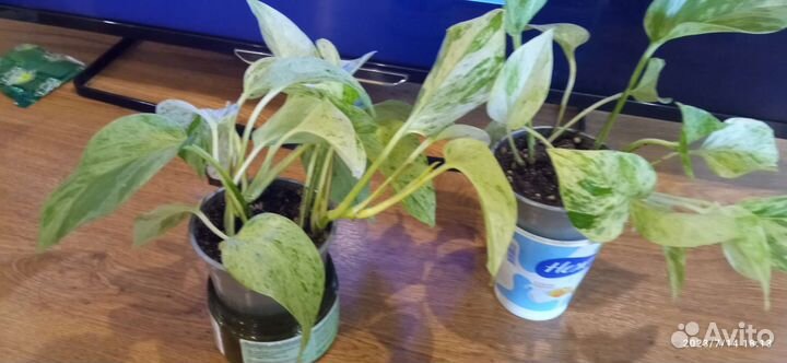 Филодендрон, сциндапсус