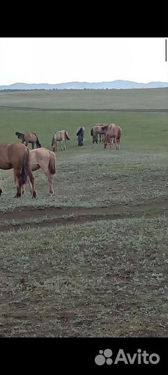 Кобылки.жеребецкобылы