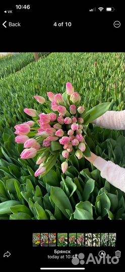 Тюльпаны к 8 марта