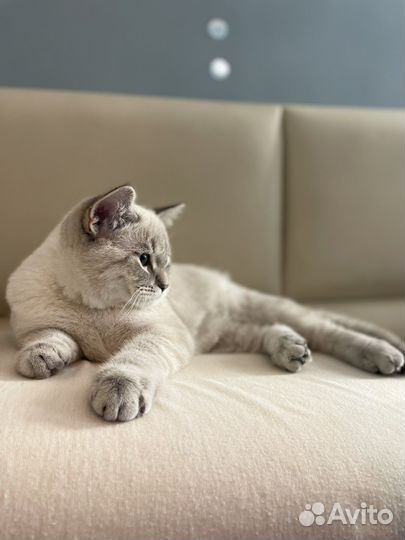 Британские котята