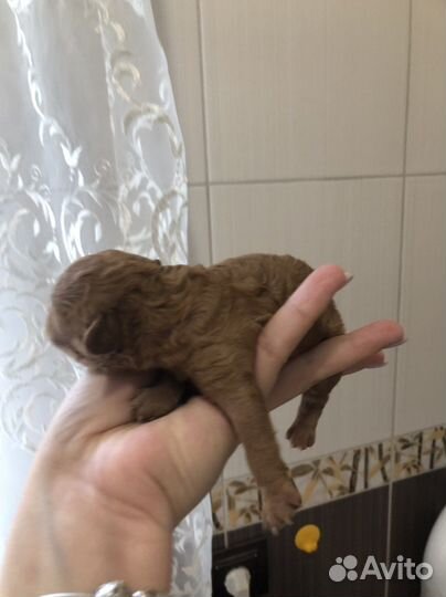 Щенки той пуделя