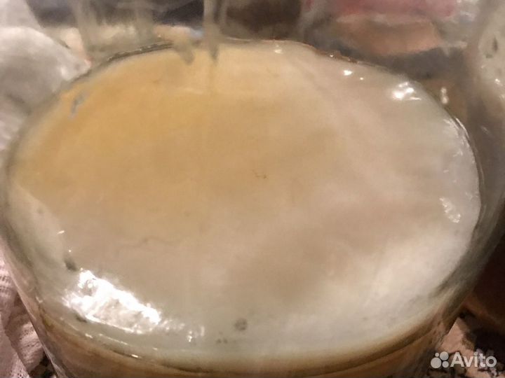 Чайный гриб бесплатно