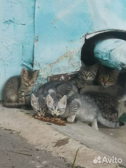 Котята в добрые руки