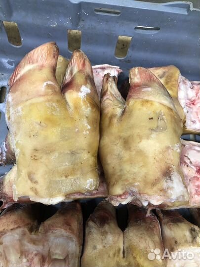 Ноги говяжьи и субпродукты