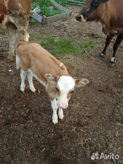 Поросенок,коровы,телята