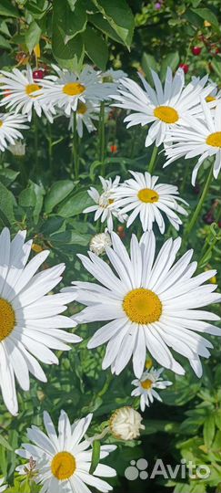 Ромашка садовая крупная
