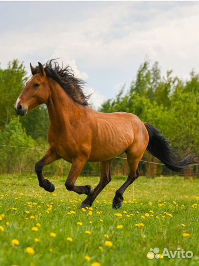 Мерин