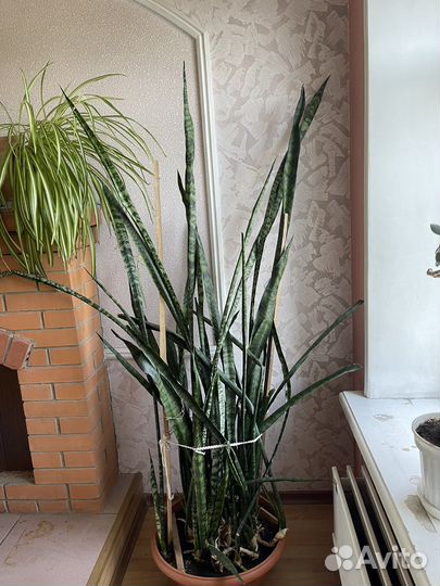 Сансевиерия