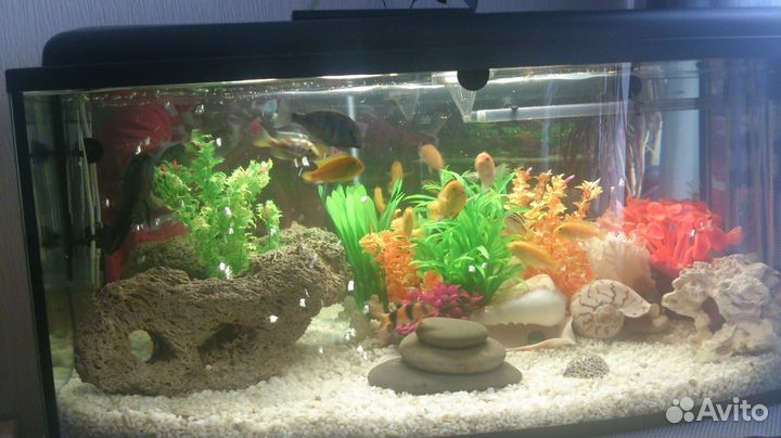 Аквариум